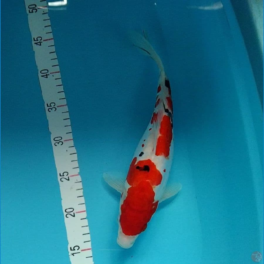 5.DOITSU 30CM