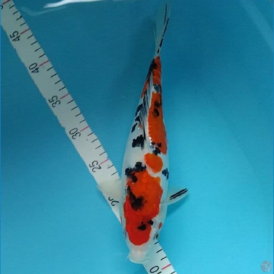 7.DOITSU 32CM