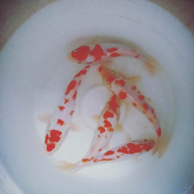Kohaku 5 ekor