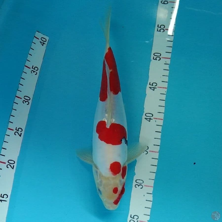 8.DOITSU 30CM