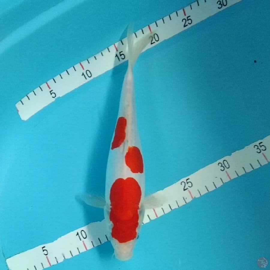11.DOITSU 30CM