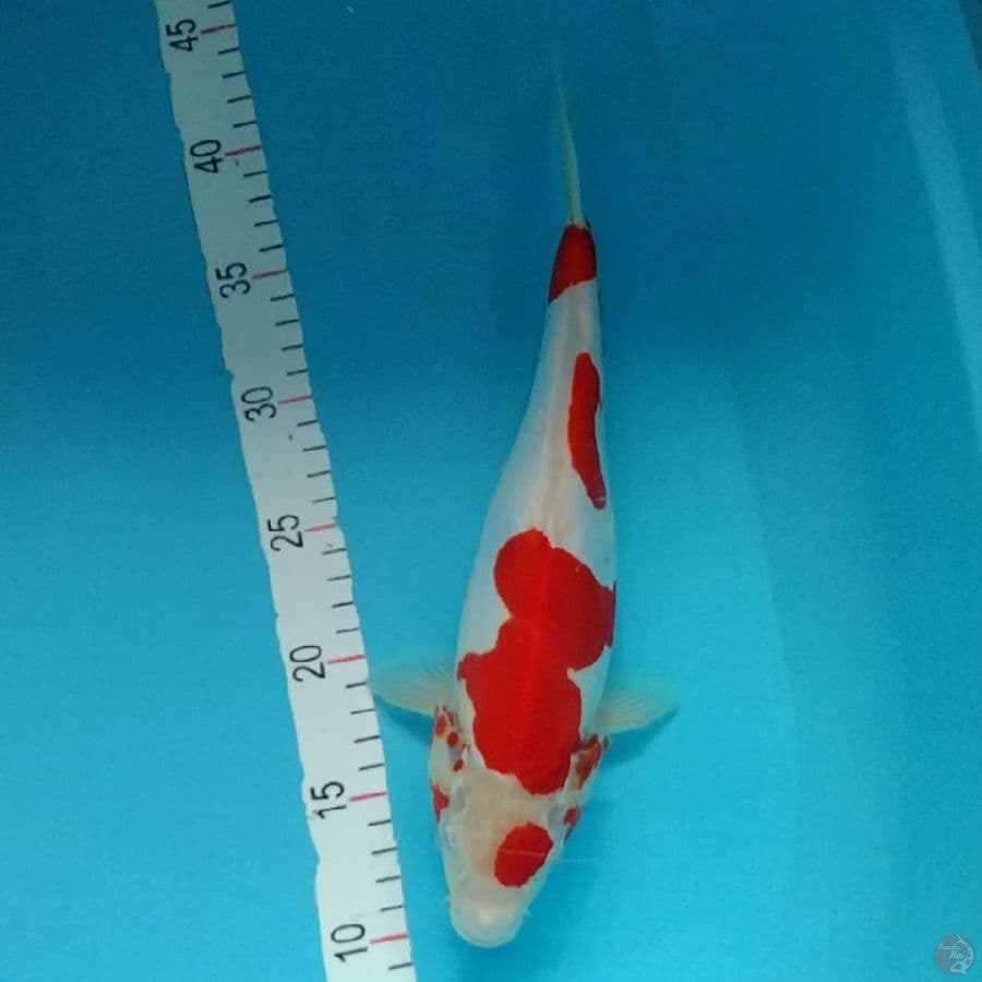 13.DOITSU 32CM