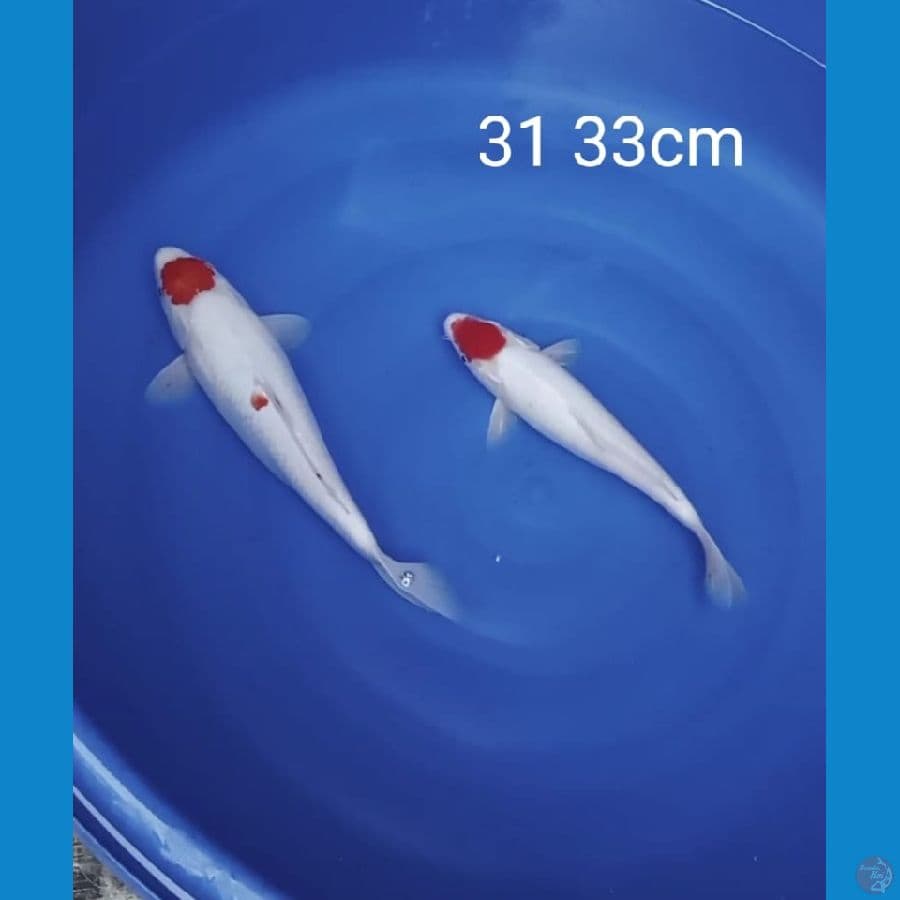 Paket Tancho kohaku 31 33cm