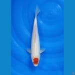 Tancho kohaku size 33 cm 