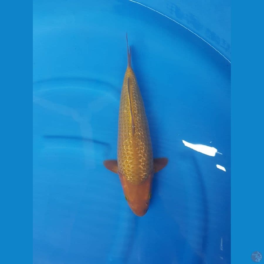 Karamel ginrin 38cm pundukan