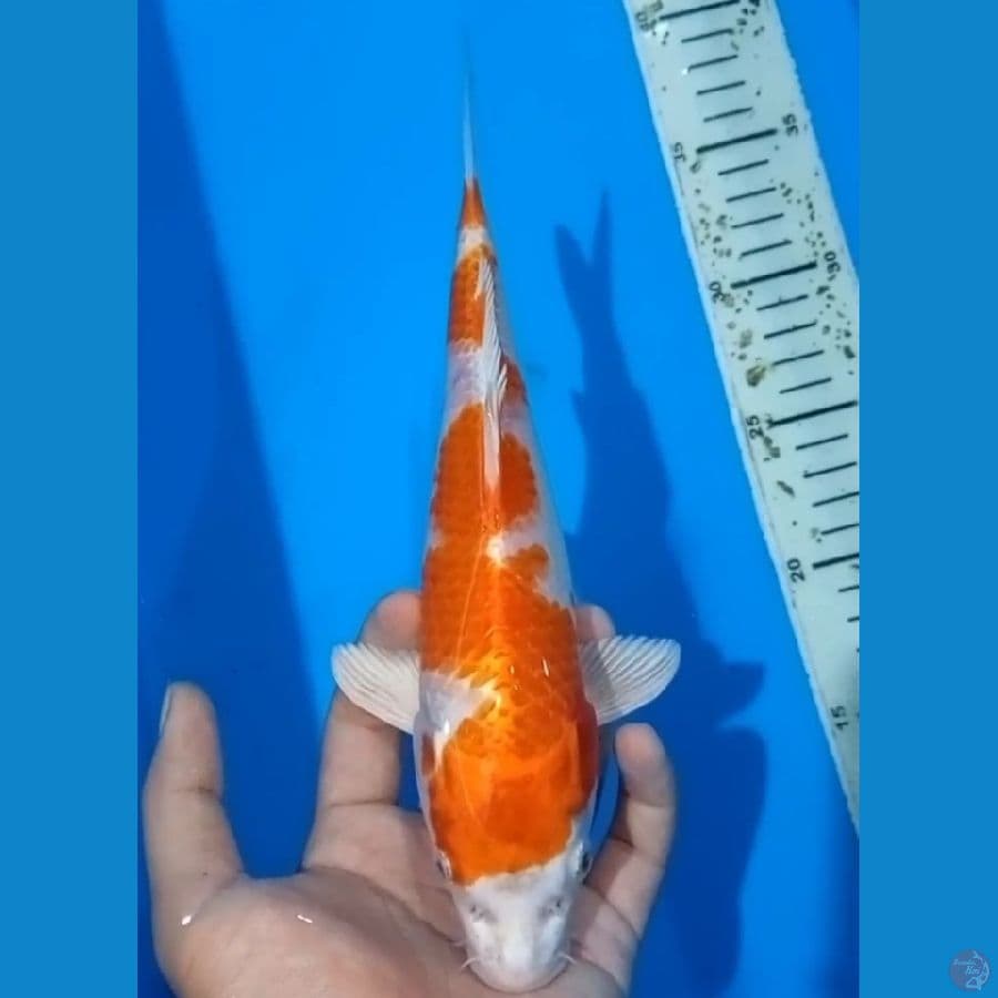 24 cm- Hikari Kohaku