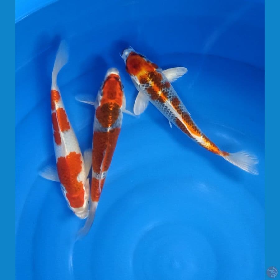 Ghosiki kujaku size 26 cm