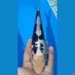 22 Cm- KUMUN