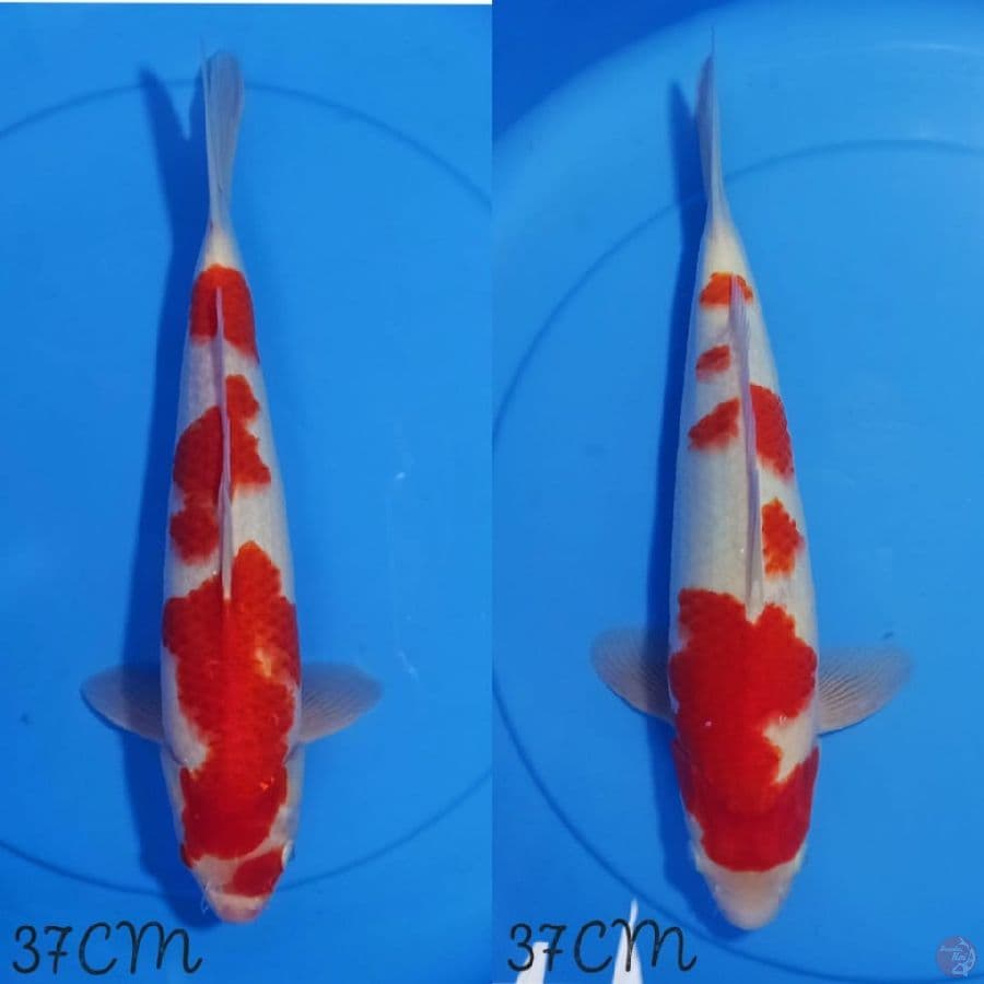 khohaku 37cm