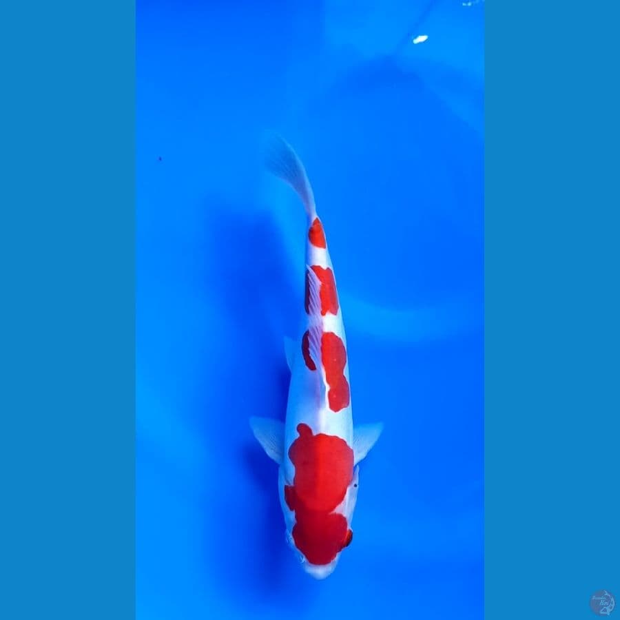 Kohaku Doitsu Male 24cm