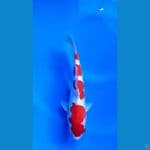 Kohaku Doitsu Male 24cm