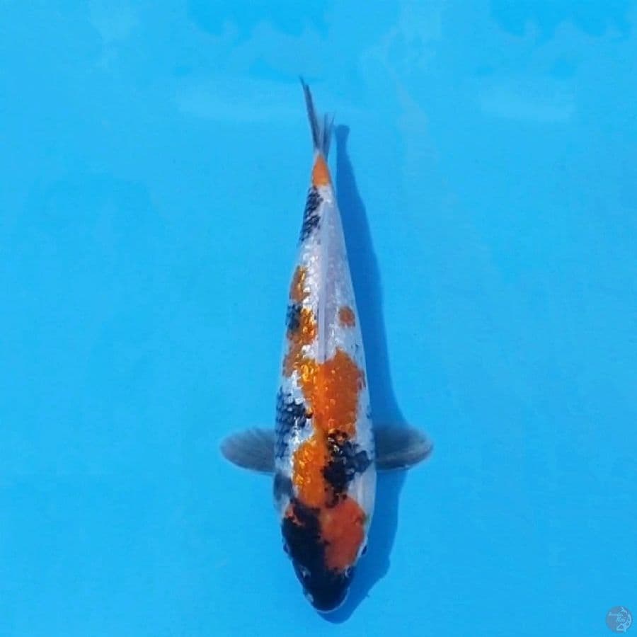 1. GINRIN SHOWA 28 CM FEMALE