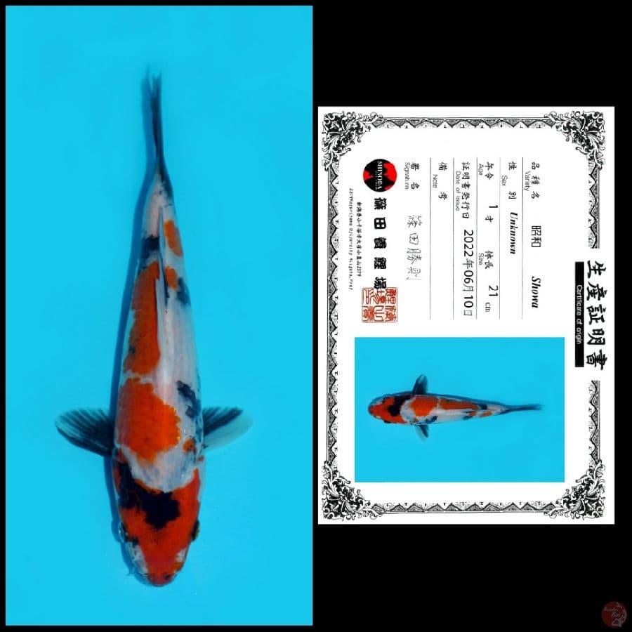 SHOWA SHINODA, 21CM
