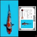 SHOWA SHINODA, 21CM