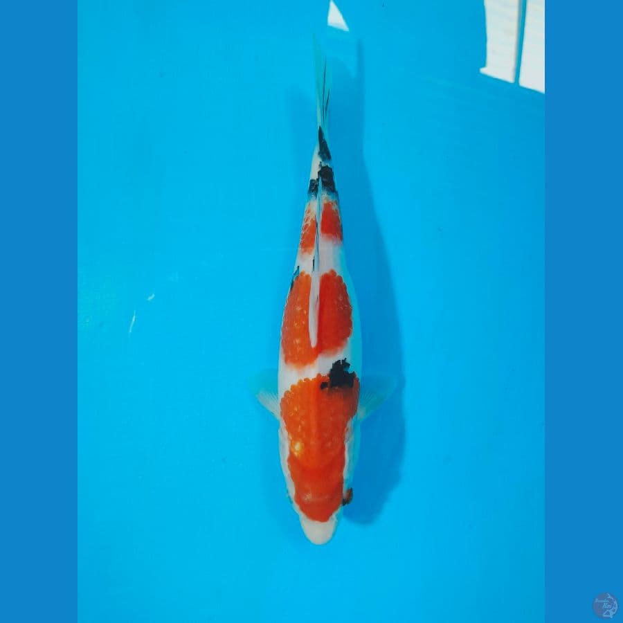 SANKE 28 CM