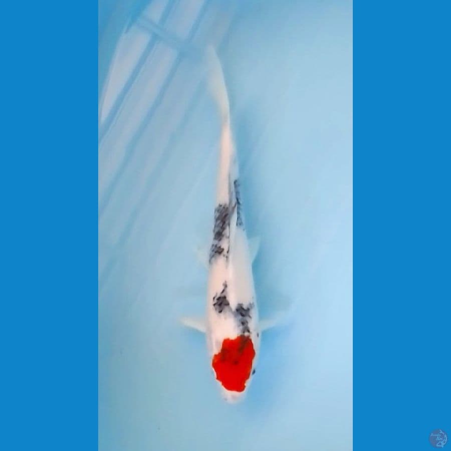41cm Tancho Showa (M)