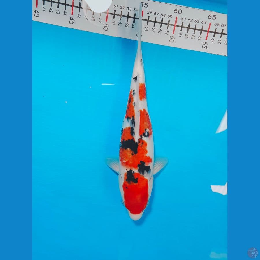 SANKE 30 CM MALE