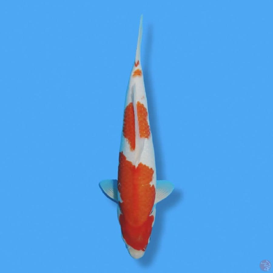 KUhaku 40cm