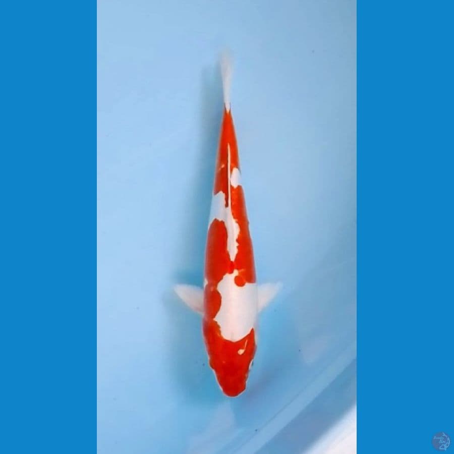 Kikushui Original 32cm (F)