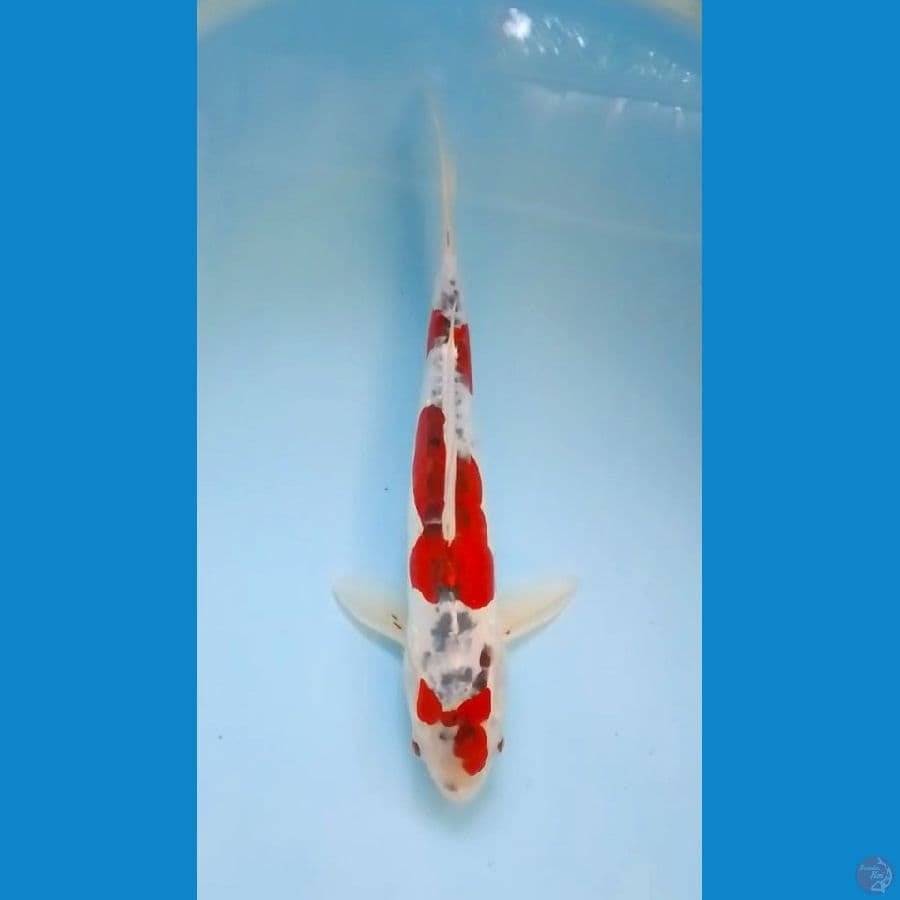 38cm Doitsu Goshiki 3step (M)