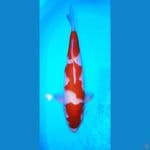 KOHAKU JUMBO SUPER