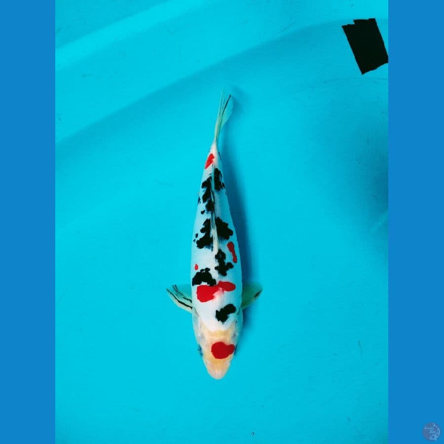Sanke Doitsu Male-28cm