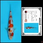 SHOWA SHINODA, 19CM