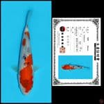 SHOWA SHINODA, 23CM
