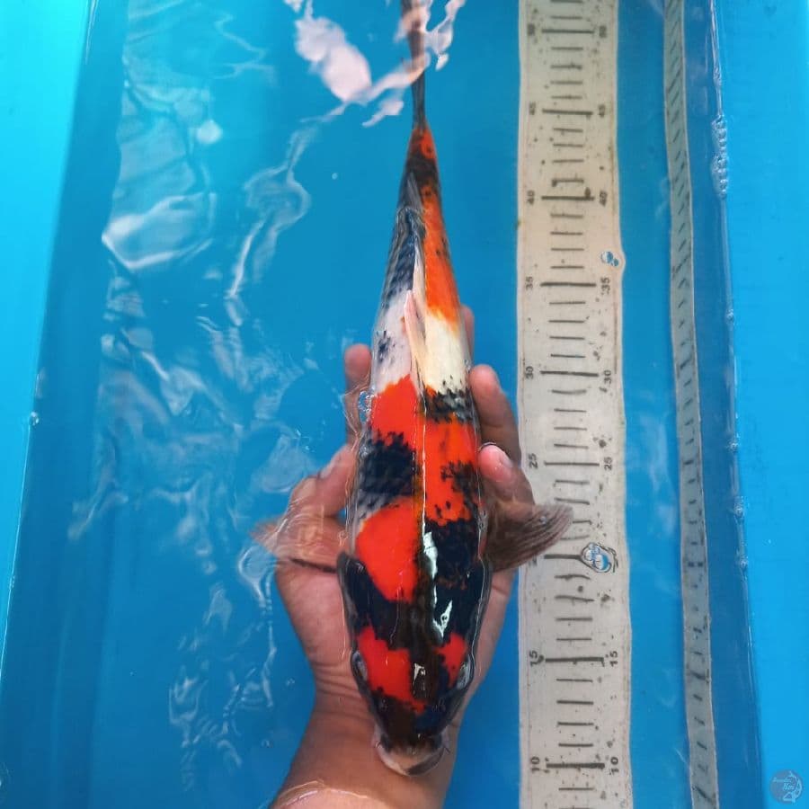 SHOWA 36 CM