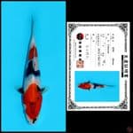 SHOWA SHINODA, 18CM