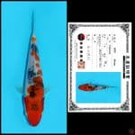 SHOWA SHINODA, 18CM