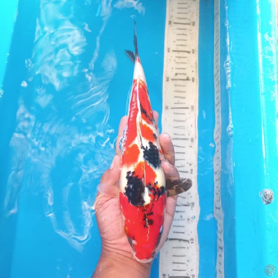 SHOWA 33 cm