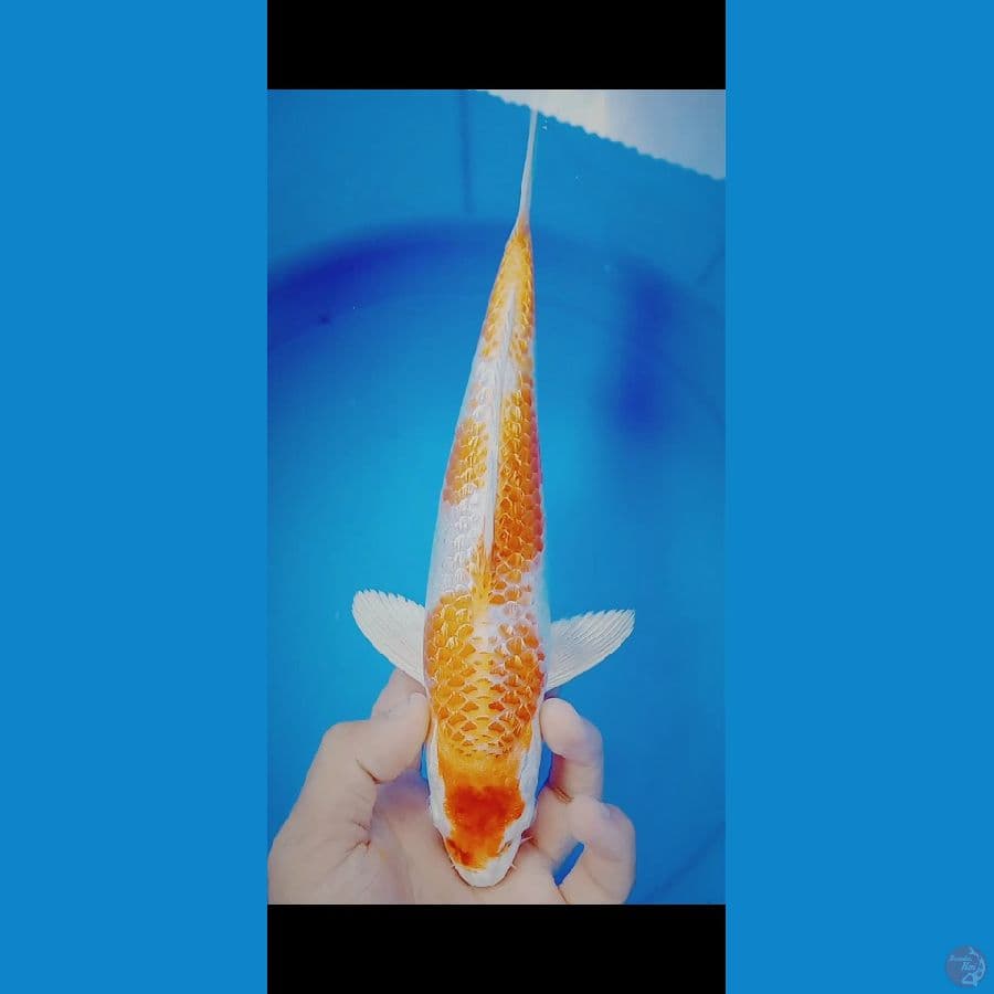 HARIWAKE