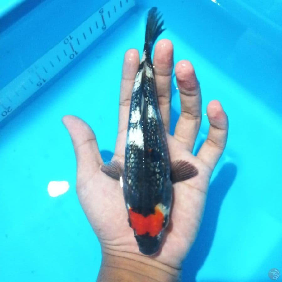 *TANCHO SHOWA//FM/ 21 CM*