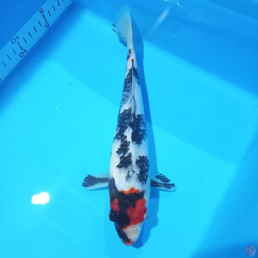 *TANCHO SHOWA//ML/ 28 CM *