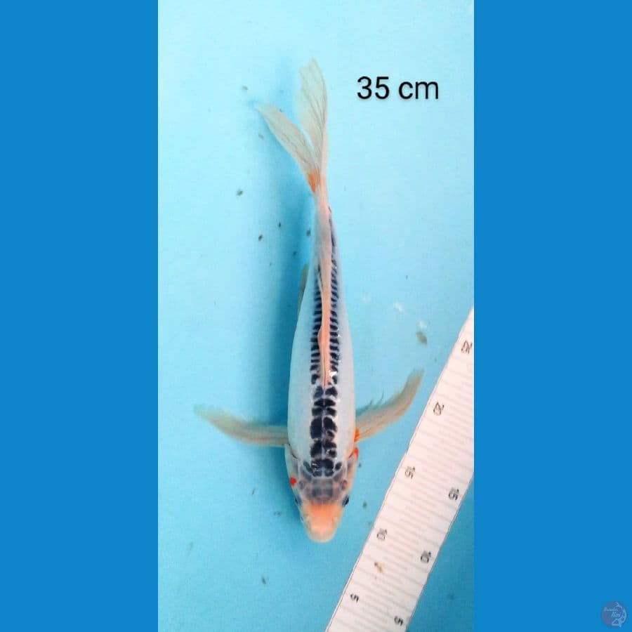 kumpay shushui 35 cm