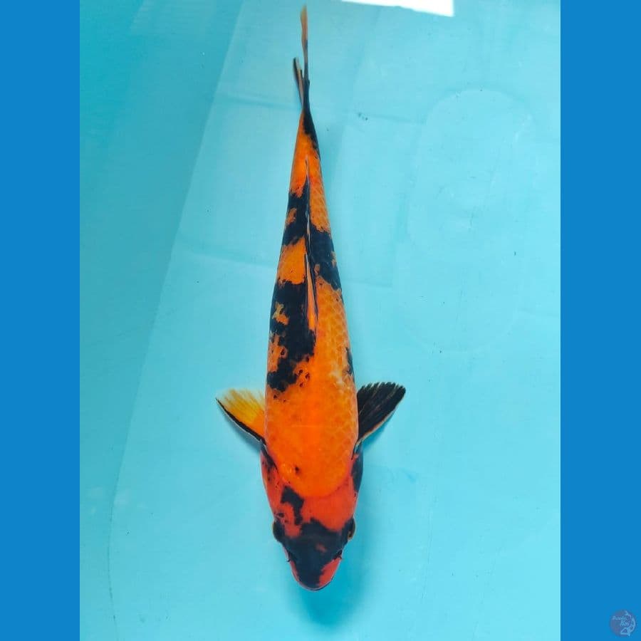 hi showa 33cm