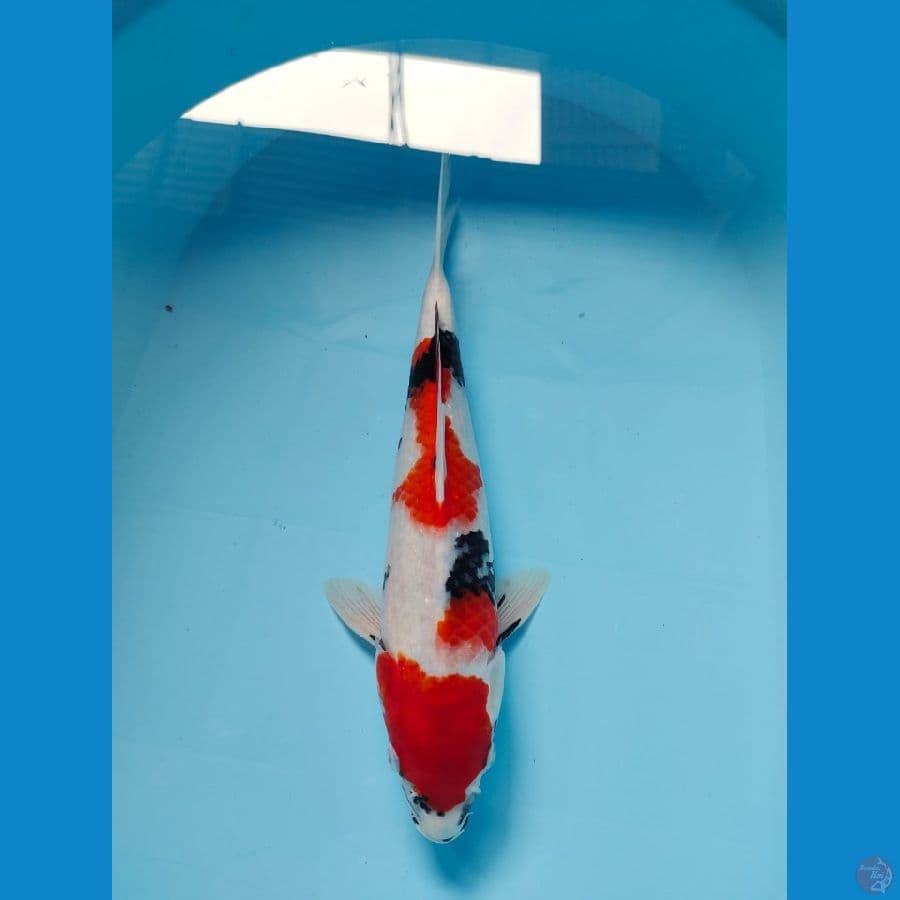tategoi showa 34cm