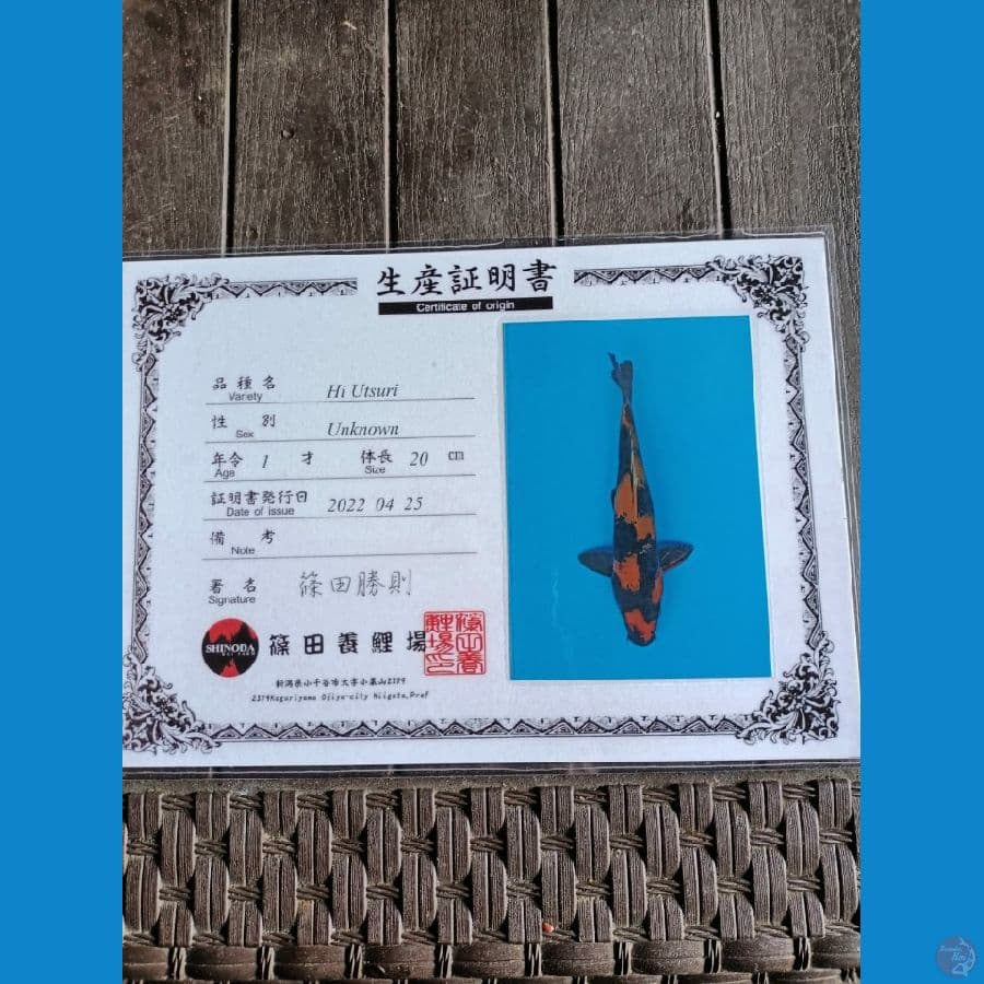 Shinoda Hi Utsuri 26cm