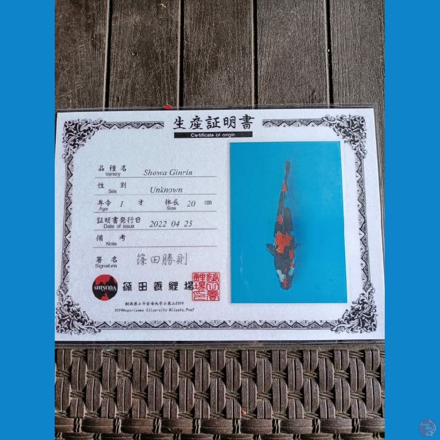 Shinoda Showa Ginrin 25cm