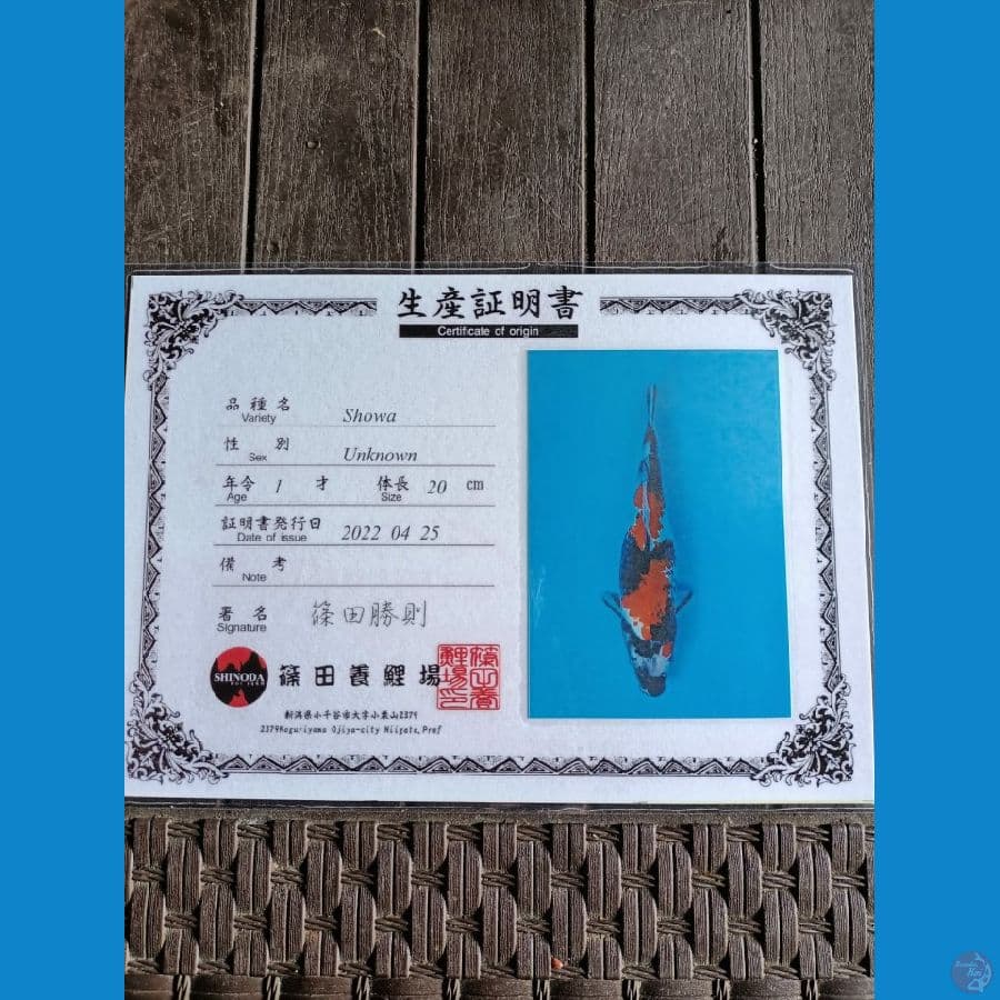 Shinoda Showa 26cm