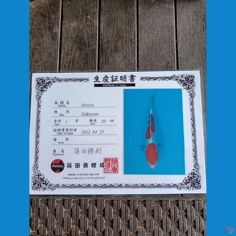 Shinoda Kohaku Doitsu 23cm