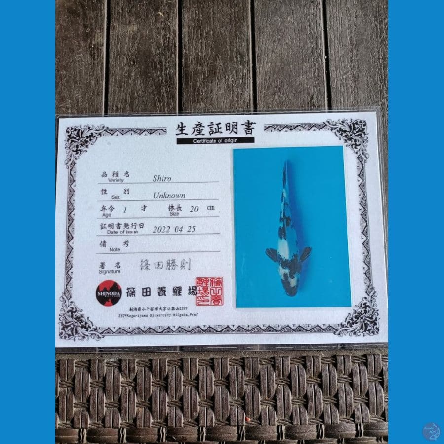 Shinoda Shiro 23cm