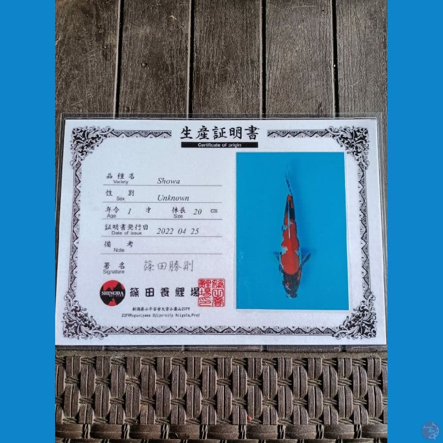 Shinoda Showa 22cm