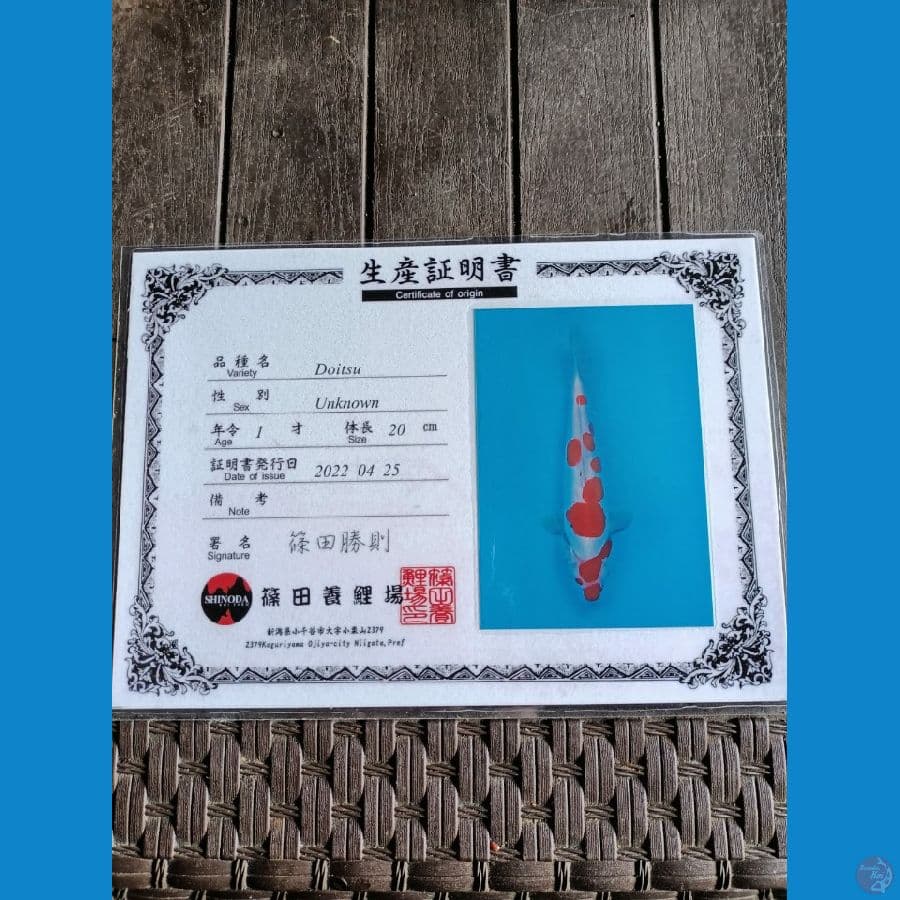 Shinoda Sanke 25cm