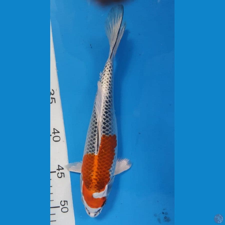 Kujaku 25cm