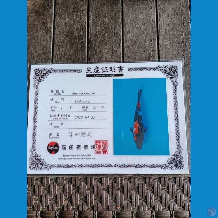 Shinoda Showa ginrin 24cm