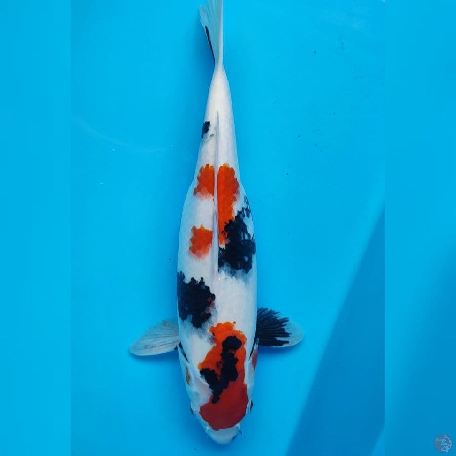 showa 41cm/fmle