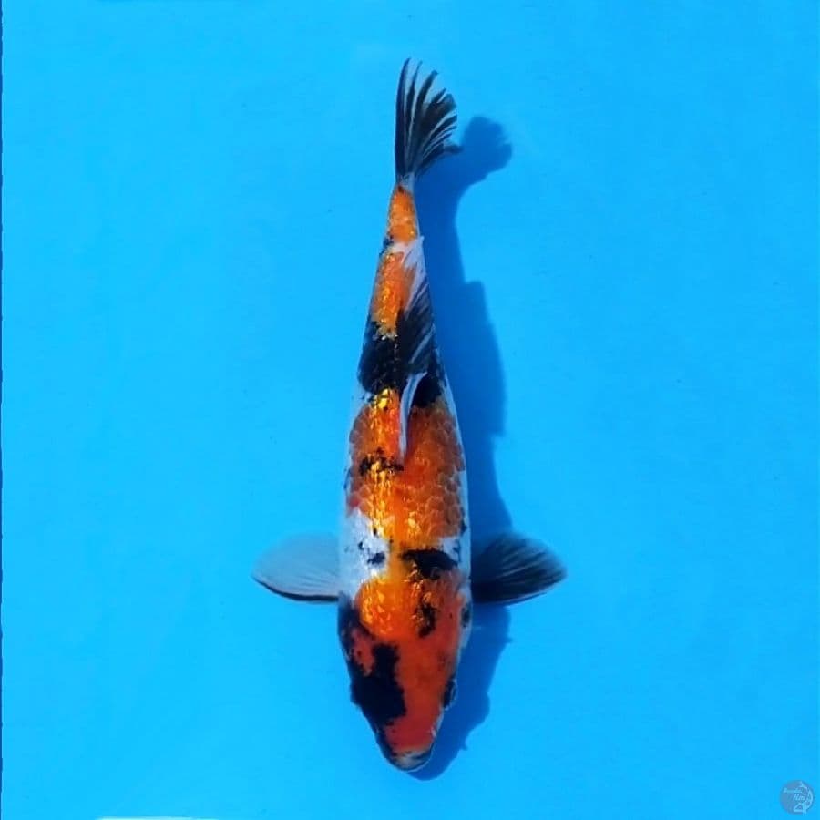 11. GINRIN SHOWA 28 CM FEMWLE