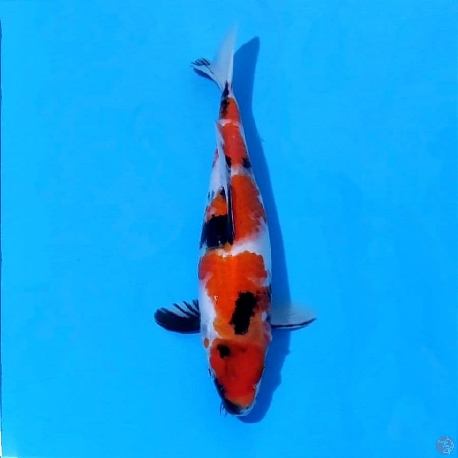 8. SHOWA 29CM FEMALE